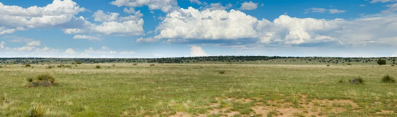 Tuinposter Grassy prairie of Texas - panorama © gijones