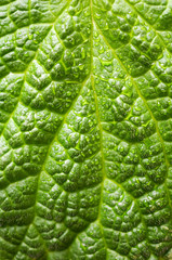 green leaf texture with drops