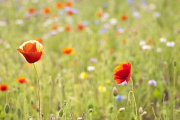 prato verde con papaveri