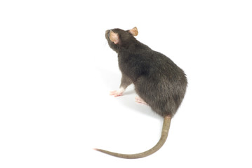 rat