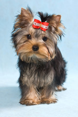 Yorkshire terrier puppy on blue