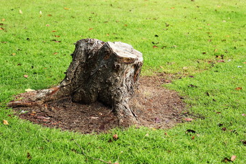 Stump