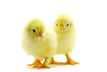 Fototapeta premium baby chicken