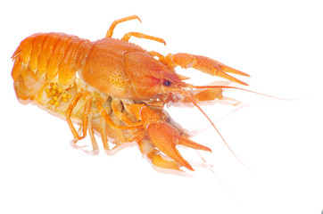 crayfish