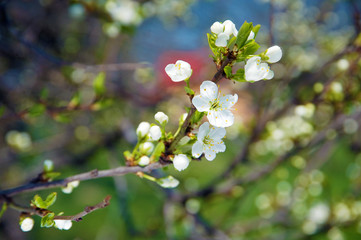 Plum blossom