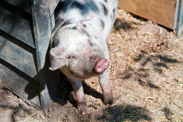 maialino