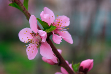 Obraz premium the flowers of peach tree in summer