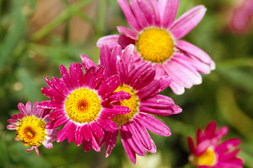 Obraz premium Sommerblumen