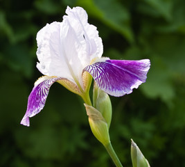 Close up of blooming Iris