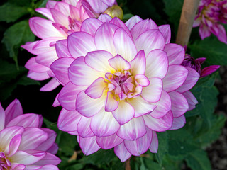 Dahlias