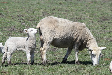 Obraz na płótnie Canvas Sheep (Ewe and Lamb)