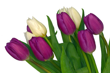 Purple and white tulips isolated on white