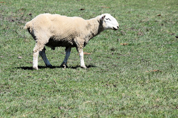Fototapeta premium Sheep (Ram)