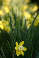 Daffodil