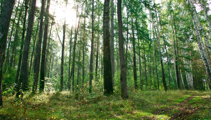 Fototapeta premium Forest landscape