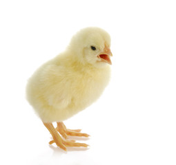 baby chick