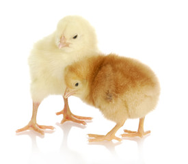 Fototapeta premium two baby chicks