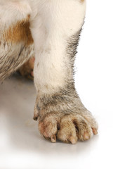 muddy paws