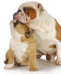 Fototapeta premium father and son dogs