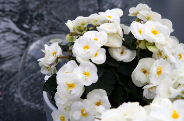 fresh jasmine