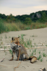 Wild Fox II