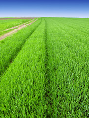 Fototapeta premium Summer Landscape