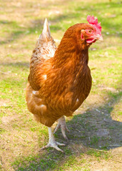 hen on henyard