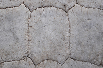Texture of Old Turtle Shell