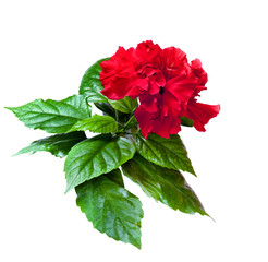 Red China rose flower room isolated on a white background