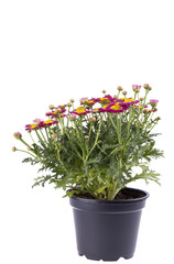 studio shot of a marguerite isolated on white