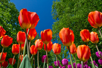 tulipani keukenhof