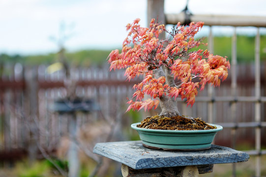 Red Bonsai Tree At A Japanese Garden