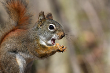 Red Squirrel Tamiasciurus hudsonicus