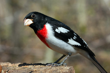 Fototapeta premium Rose-breasted Grosbeak Pheucticus ludovicianus male