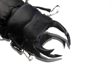 オオクワガタ　　ホワイトアイ・白眼