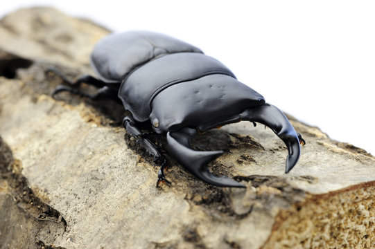 オオクワガタ の画像 278 件の Stock 写真 ベクターおよびビデオ Adobe Stock