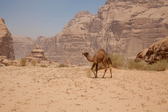 Einsames Dromedar in der Wüste