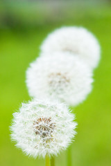 flower[dandelion]_15