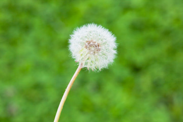 flower[dandelion]_28