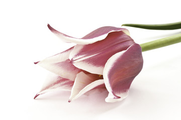bicolor tulips