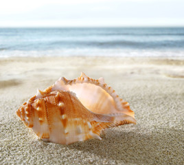 Fototapeta na wymiar Shell na piaszczystej plaży