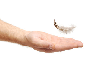 close up of feather bird falling to hand