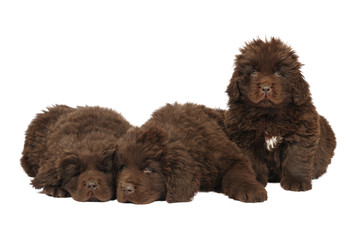 A group of newfoundland dog puppies