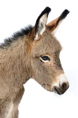 Raamstickers Baby donkey 5 days old in studio © Julia Remezova