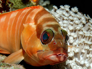 Blacktip grouper (epinephelus fasciatus)