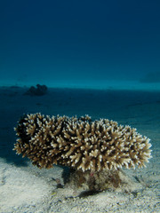 Naklejka na ściany i meble Acropora Coral (Acropora humilis)