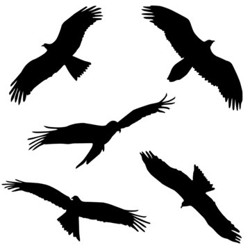 Eagle. Five different vector.
