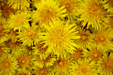 Plenty of yellow spring flowers - dandelions