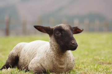 かわいい子羊
