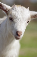 ヤギの赤ちゃん